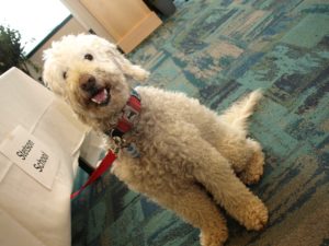 woody therapy dog